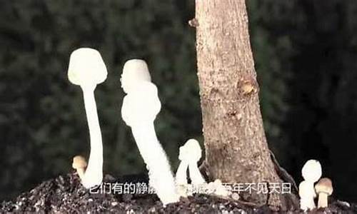 微生物的奇妙世界-奥妙无穷的微生物世界